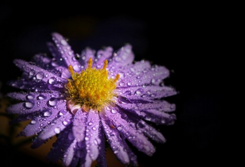 superbnature:  drops by robert_cy http://ift.tt/1BxEqCZ