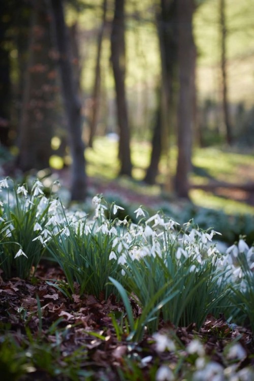 pagankingsofolde:Snowdrops at Painswick Rococo GardenPhoto Credits: Britt Willoughby Dyer