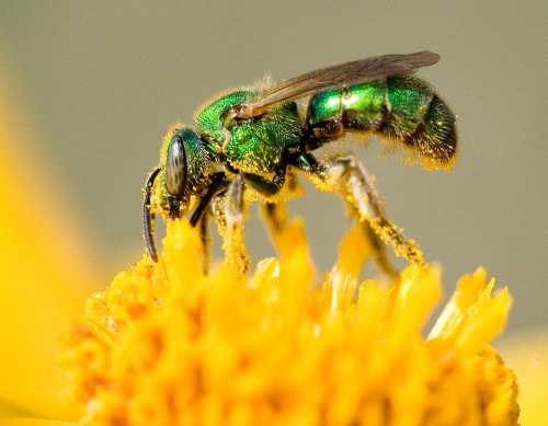 this is the sweat bee (scientific name: halictidae)! as noted in their name, sweat bees are particul