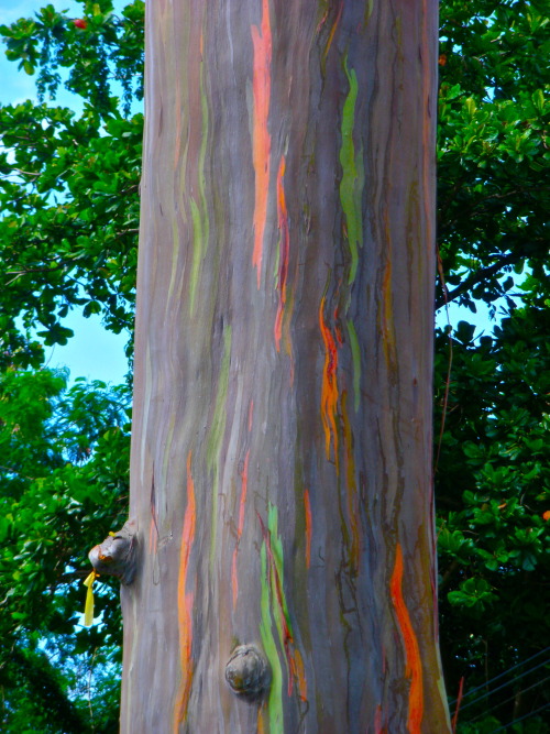 sosuperawesome:The Rainbow Eucalyptus. Patches of outer bark are shed annually at different times, s