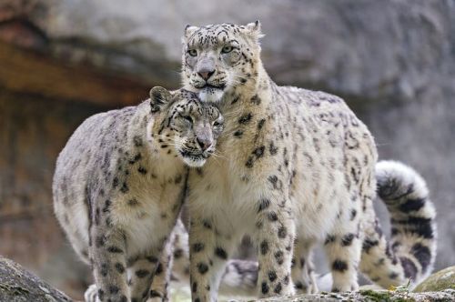 7stripes:Snow Leopards by Tambako the Jaguar