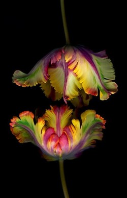 Surreal symmetry (beautiful Parrot Tulips,