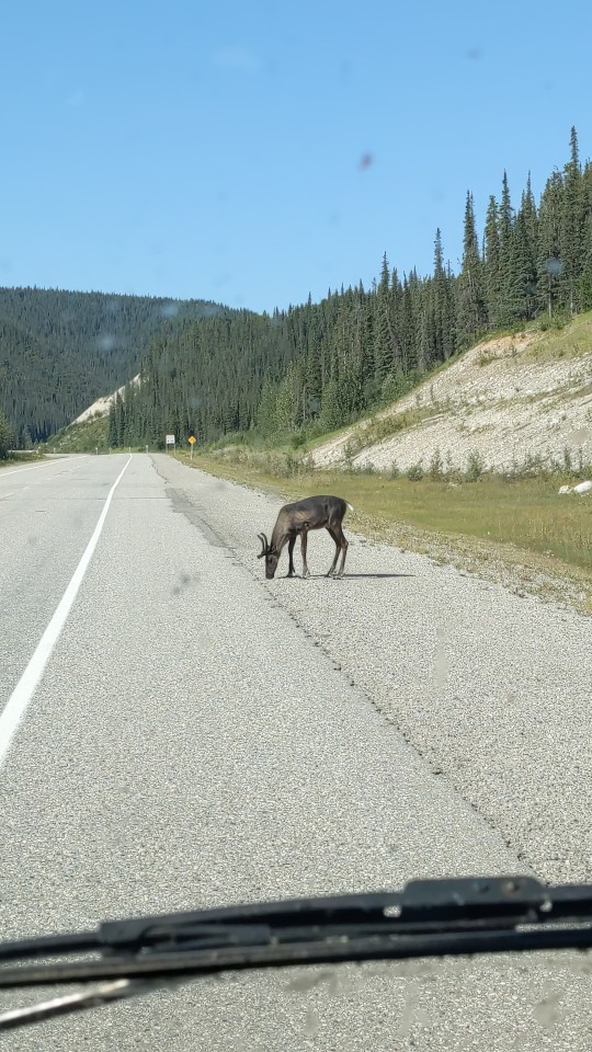 A young caribou with small antlers stands on the side of a gravely road, its head down to lick at the gravel.