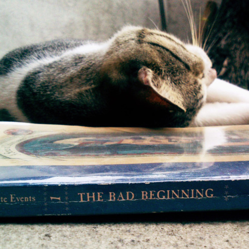 the-square-root-of-three:My cat wasn’t really fond of books. He, however, fancy sleeping very 