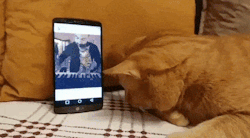 awwww-cute:  Blind cat gives his favourite pianist a hug every time he hears him play. (Source: http://ift.tt/2xjiXFN)