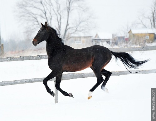 zoubstance:Aknur (b. 2001)Akbelek x Novgul  |  Line: Everdy Teleke[x]——Someonebuymethishorse