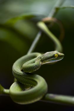 infinityc0re:  theoceanrolls:  Snakelet (by