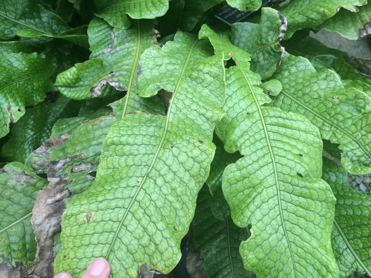 plantlette:  mitsoukos:  plantlette:  but look at these cool leaves  Is this at the