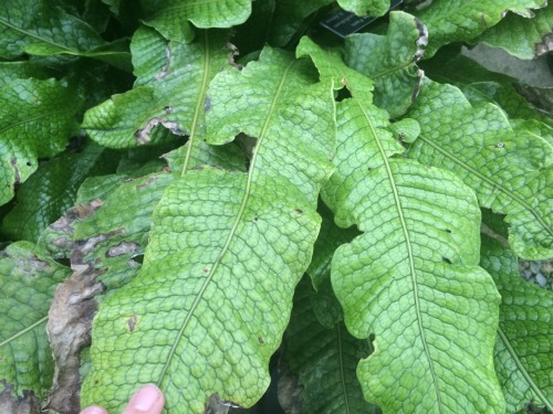 plantlette:  mitsoukos:  plantlette:  but look at these cool leaves  Is this at the Brooklyn botanic garden  this is from URI’s little on-campus conservatory, actually! 
