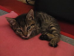 our cat when we first got her an now (1+ month later) eheh gotta love when she&rsquo;s just sitting around pretending to be well behaved