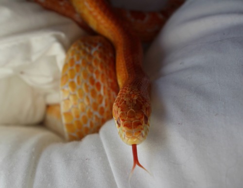 A curious noodle