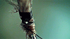 jenniiferlawrence:  30 Days of Hannibal (x)Day 11: Extreme close ups  