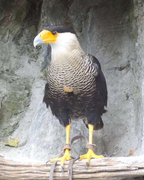 Une série sur les aigles, buses et autres grands rapaces diurnes&hellip;Ici, ils sont en captivité a