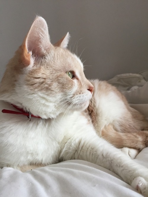 Please help save Beebs My cat Beebs means the entire world to me, and he has just been diagnosed wit