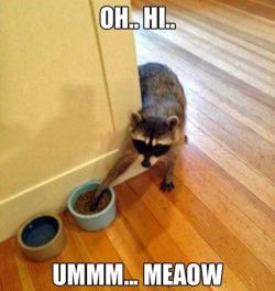 2014funnies:  Funny pictures of the day (89 pics) Oh Hi … Umm Meaow