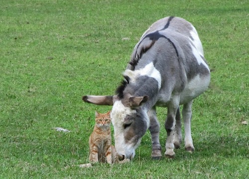 Feline Protector of Pregnant Donkeys (via Julie Stiefel)