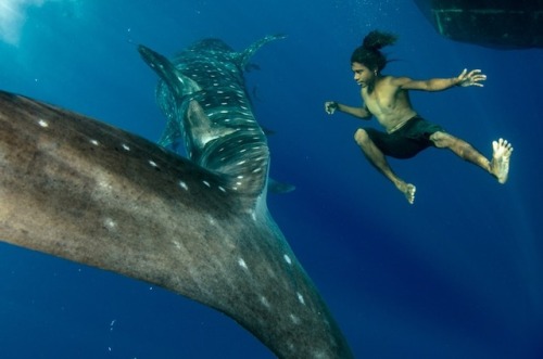 Sex donutdoxy: mymodernmet: Majestic Whale Sharks pictures