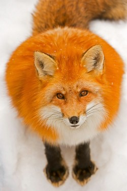 wonderous-world:   Red Fox by Daniel Parent