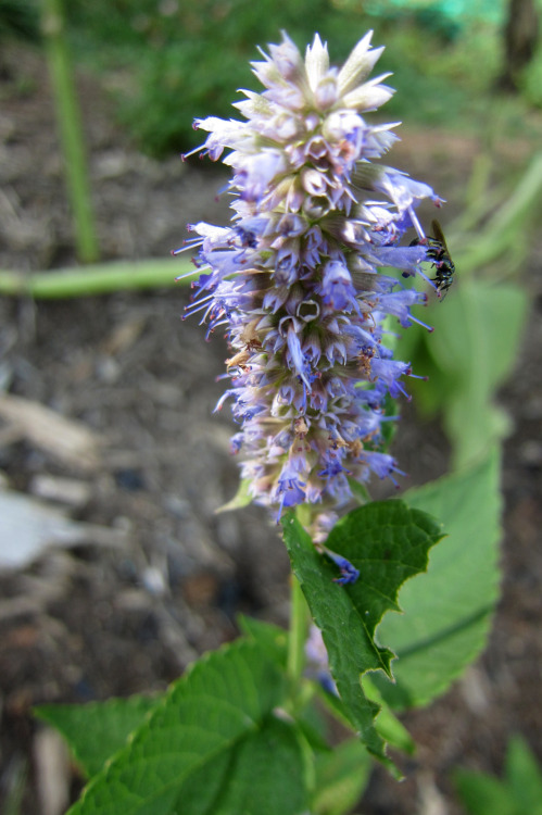 July 2015 - Anise Hyssop / Agastache foeniculumThis one was started from seed this spring. Ther