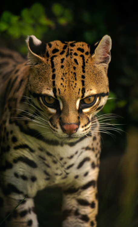 Ocelot.Photographed at the Pittsburgh Zoo