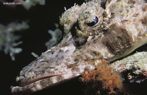 As the name implies, this fish looks like a reptile. It rests on the substrate and patiently waits f