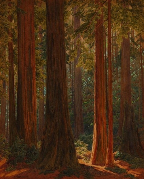 Gunnar WidforssCalifornia redwood grove, 1925