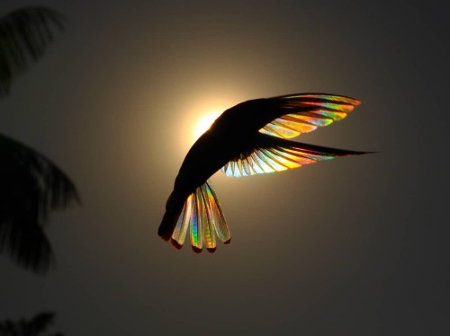 trulyvincent:Light diffracting through hummingbird wings