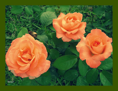 Roses in the Garden by Nasir Iftikhar on Flickr.