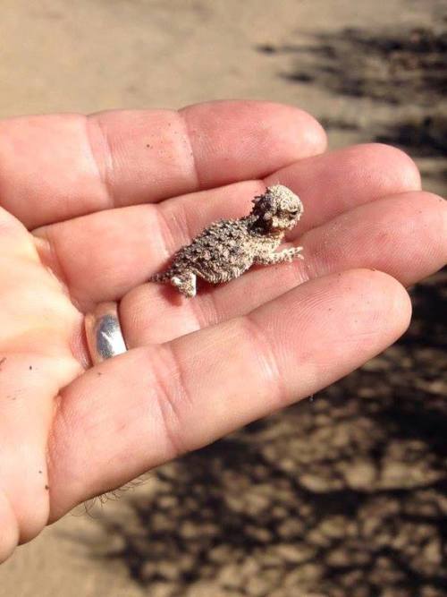 Watch Out! A Baby Horned Lizard Found At San Diego National Wildlife Refuge In California May Be Tiny