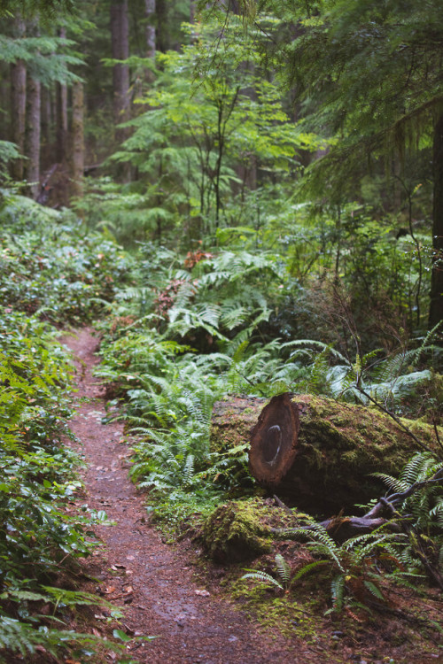 Banner Forest