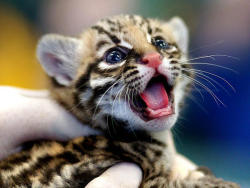 Trilithbaby:  Thecutestofthecute:  This Has Been A Baby Ocelittle Appreciation Post.