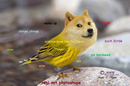 tastefullyoffensive:  Dirds (Dogs + Birds)Previously: Celebrities Before & After Photoshop 