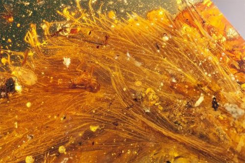 bobbycaputo:The First Dinosaur Tail Discovered Is Preserved In Amber, 99 Million Years Old And Cover