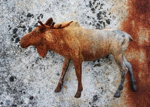 #animalart #moose #metalandstone #rust #rustaesthetic #orangeandgrey #fade #artphotography #foundart