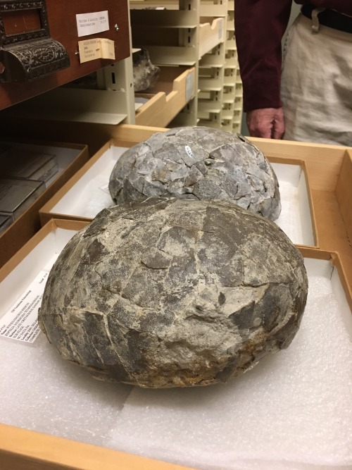carnegiemuseumnaturalhistory:Dinosaur eggs! These fossilized eggs are part of Carnegie Museum of Nat