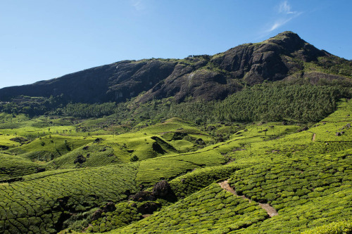 Munnar, IndiaFor more of my work, check out kaltosaar.blogspot.com . You can also follow me on insta