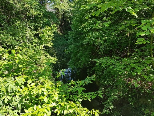  25th May 2019: This small creek was overgrown with the shiniest plants.