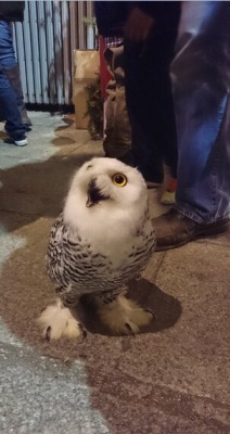 animal-factbook:  Here we have an Owl prepping for his audition for the role of “Hedwig #2″ at The Wizarding World of Harry Potter, in Orlando, Fl. He’s very excited because he thinks he nailed the preliminary screening, but has not yet realized