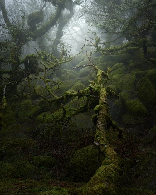 itscolossal:Tangled Roots and Mossy Branches Loom through Heavy Fog in Mystical Photographs by Neil 