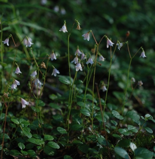 usvakorpi:  Midsummer. ©Usvakorpi  porn pictures