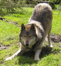 elegantwolves:  via Wolf Haven International