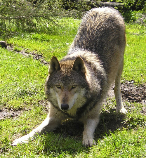 Porn elegantwolves:  via Wolf Haven International photos