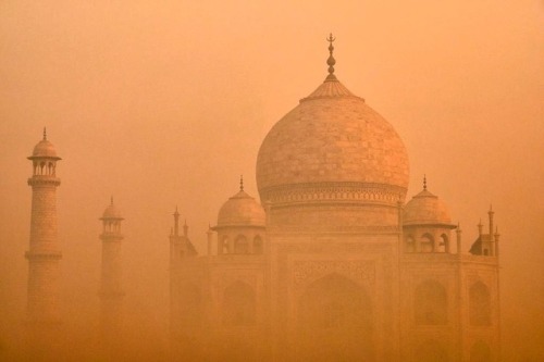 Taj by Bruno Morandi