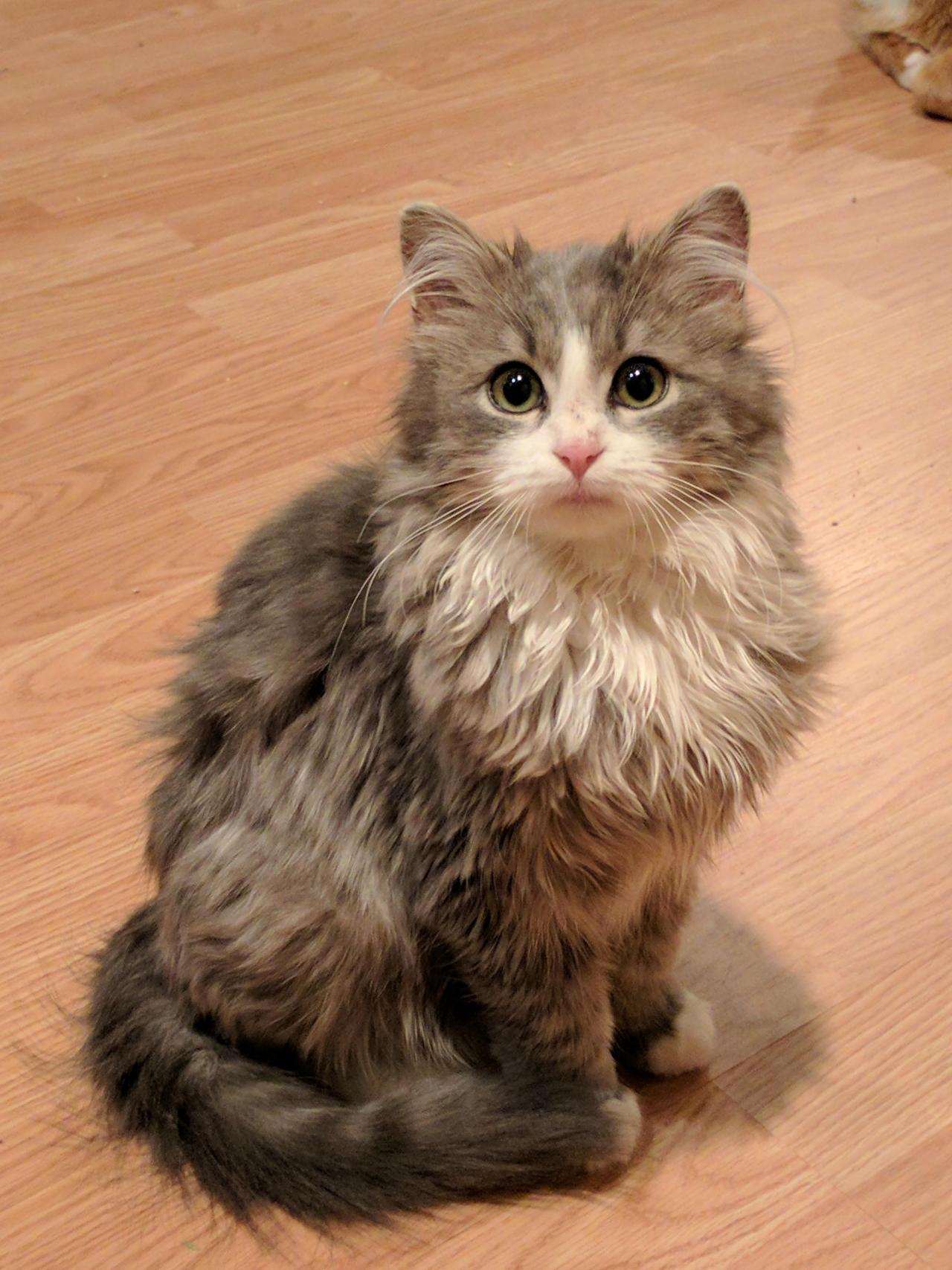 cutekittensarefun:Fawkes the formerly feral foster
