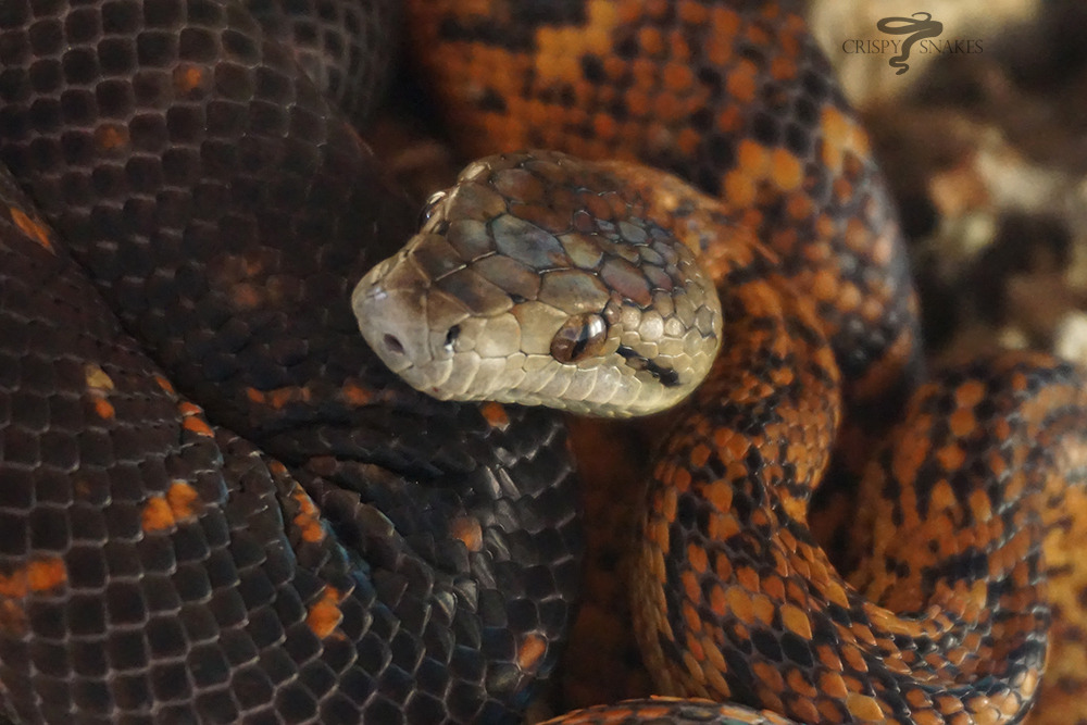 obsidiandragon:  crispysnakes:  Hurricane - Jamaican boa (Chilabothrus subflavus)