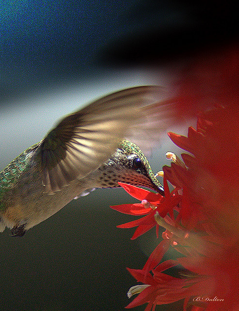 fat-birds:  naamahdarling:  elodieunderglass:  ursulavernon:  funnywildlife:  Gossamer Wings by William  Dalton on Flickr. Legends say that hummingbirds float free of time, carrying our hopes for love, joy and celebration. Like a hummingbird, we aspire