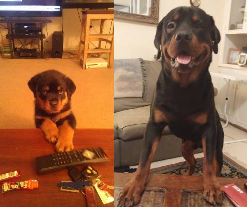 awwww-cute:  Rottweiler puppy, then 1 year later 