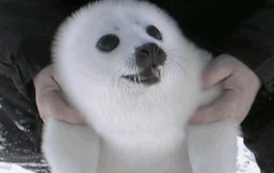 The Cute Variety