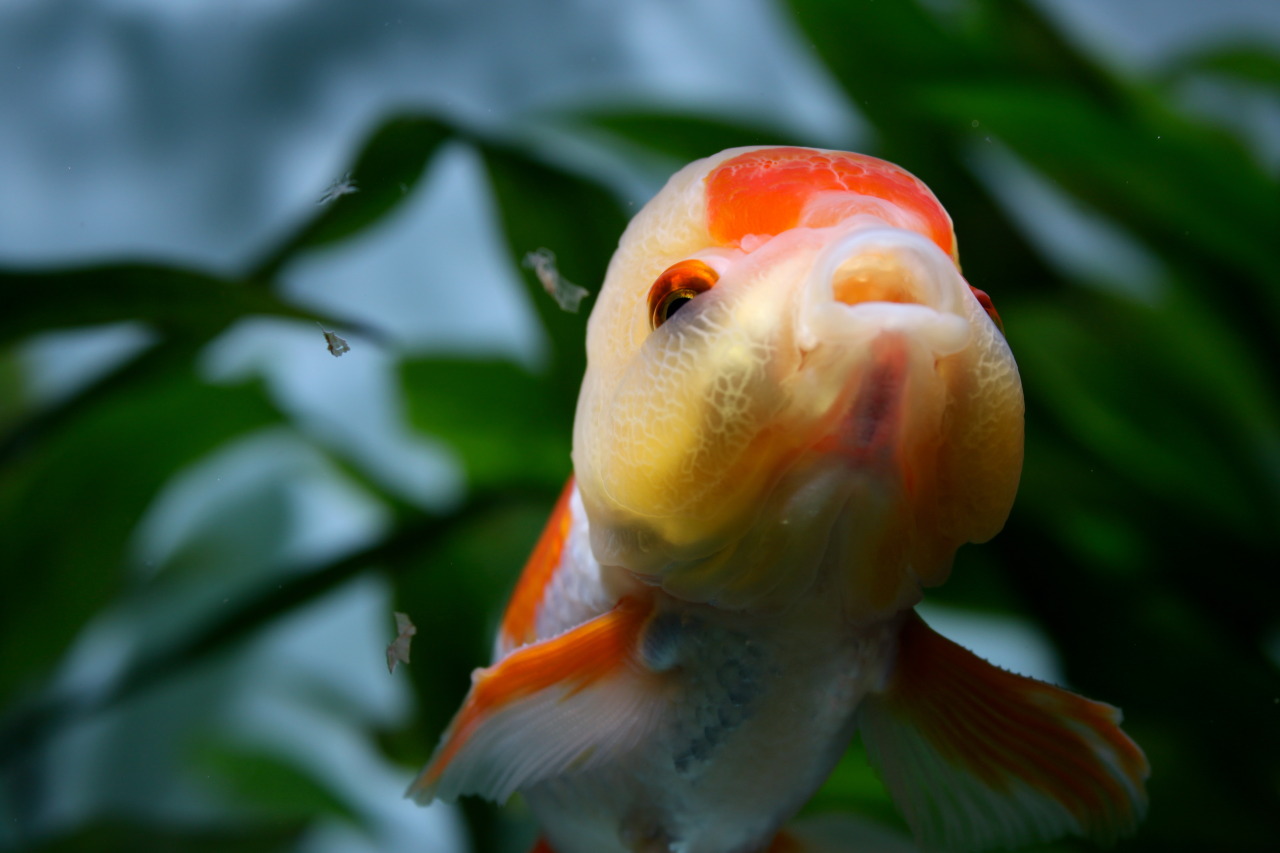 aurulentbubbles:  How does one say “no” to this chubby-cheeked face?