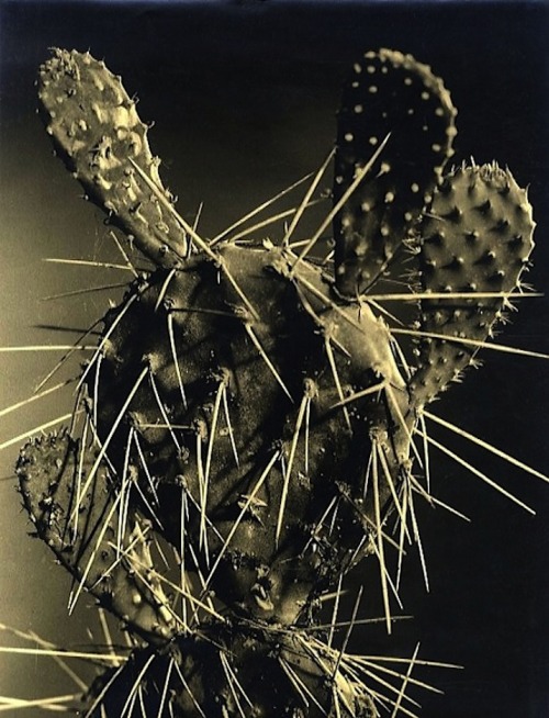 les-sources-du-nil:Jean-Marie & Pierre AuradonÉtude végétale, Cactus, circa 1950’s